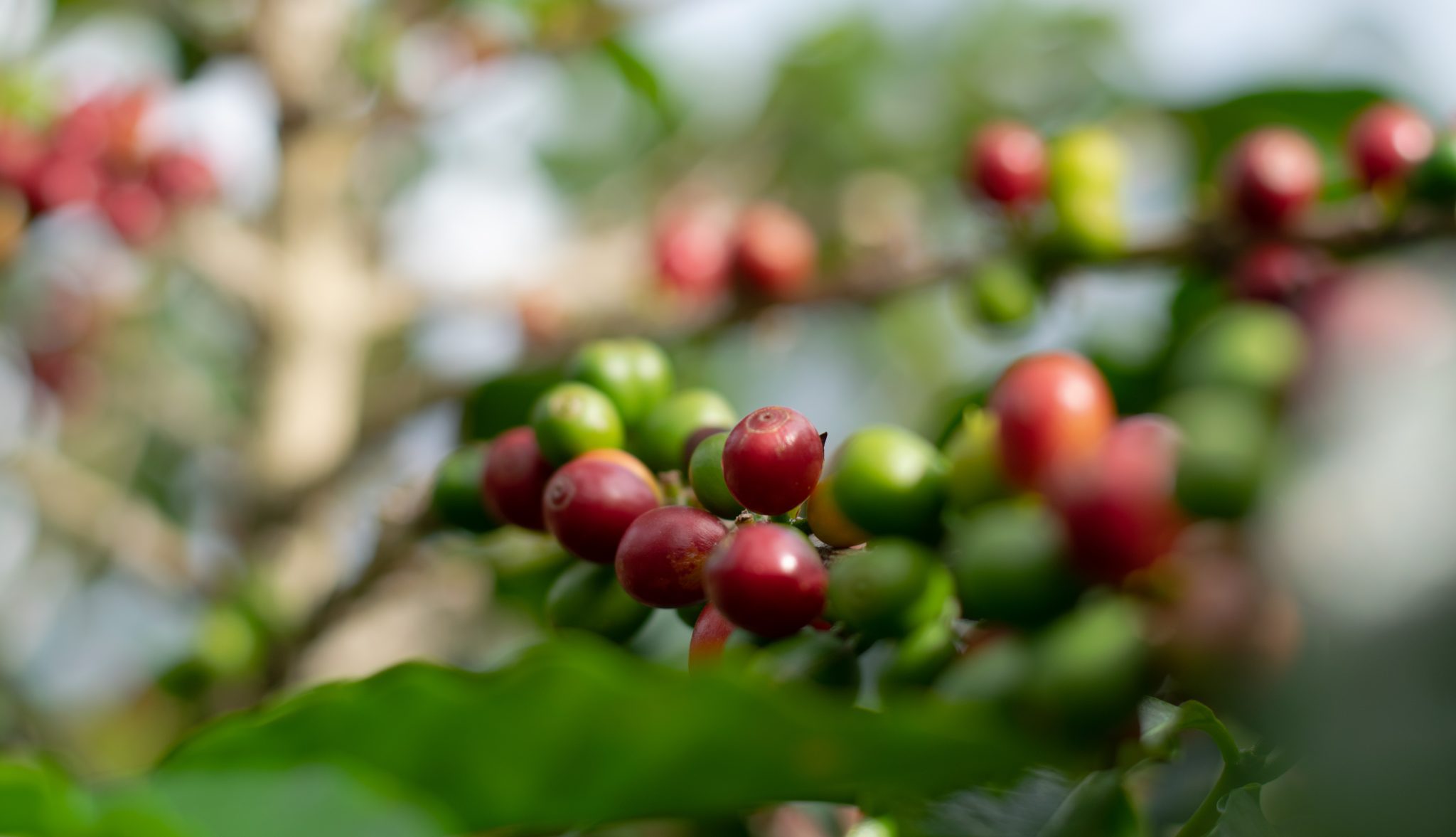 Back in Tolima: harvest notes from Finca El Paraíso